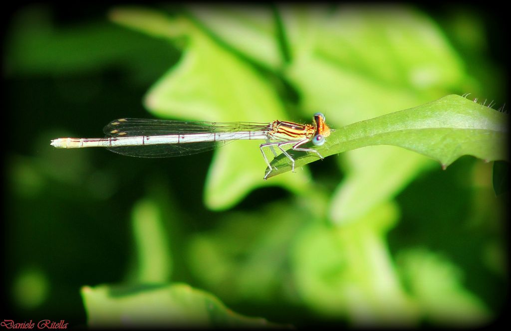 Identificazione libellula 